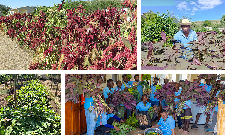 No Wonder Haitians Love This Plant – Amaranth (Spinach – Epinard in Creole)