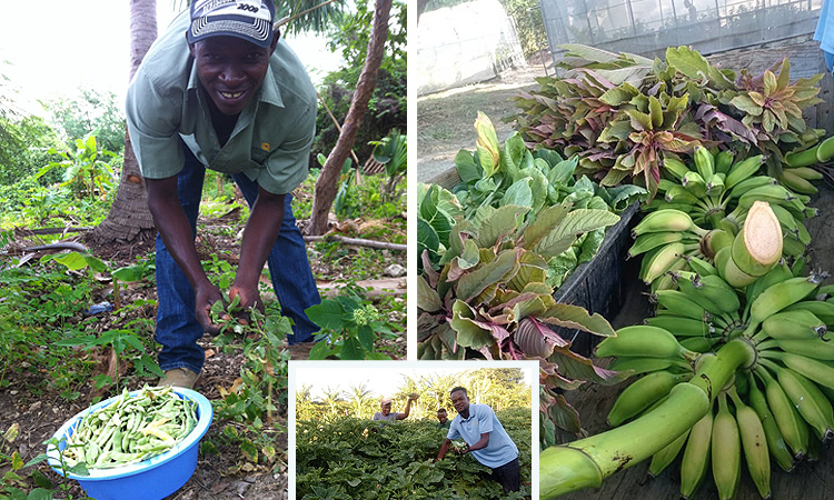 How are Haitian home gardens different from ours?