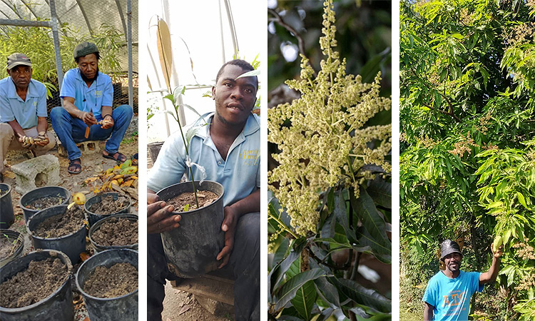 More Mangos Are Coming!