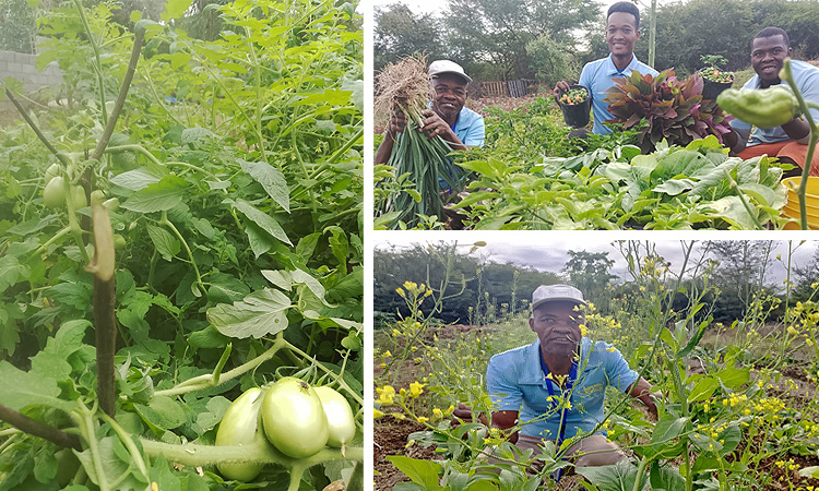 “Harvesting and Maintaining the Cycle”