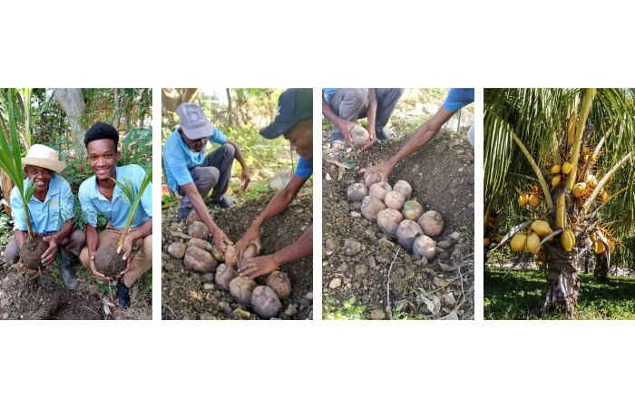 Coconut tree project is growing again…