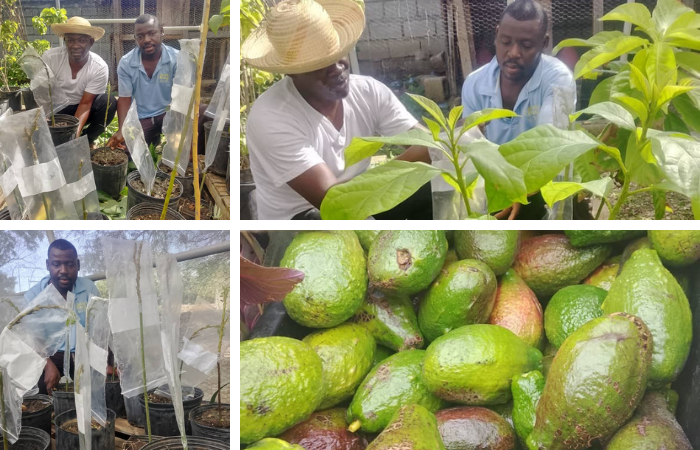 More good Avocados coming…