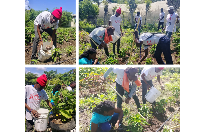 Students Learn to Use Organic Fertilizer in the Gardens