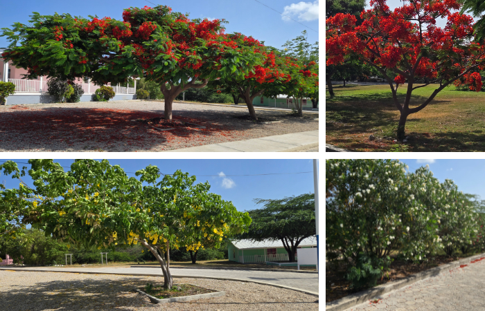 Life Still Blooms in Haiti