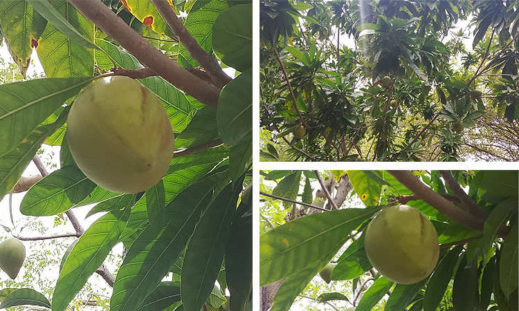 Would You Eat Something Called “Egg Fruit?”