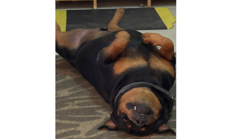 Good Pup!