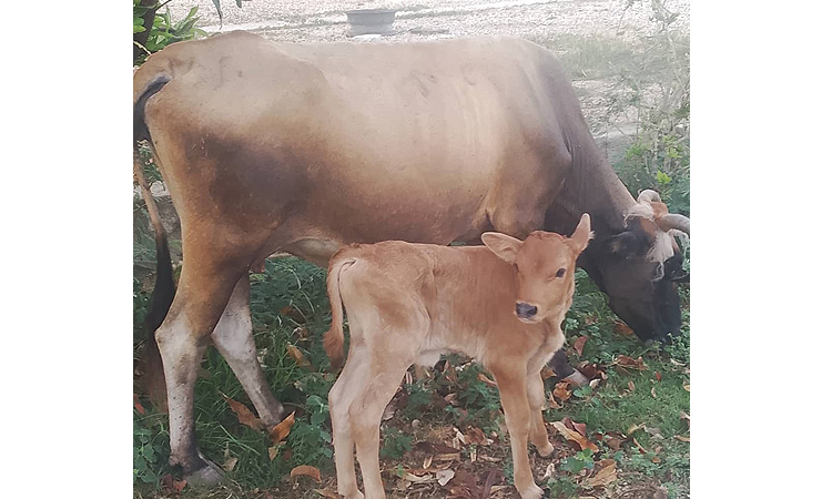 Add Animals to your Family Garden…