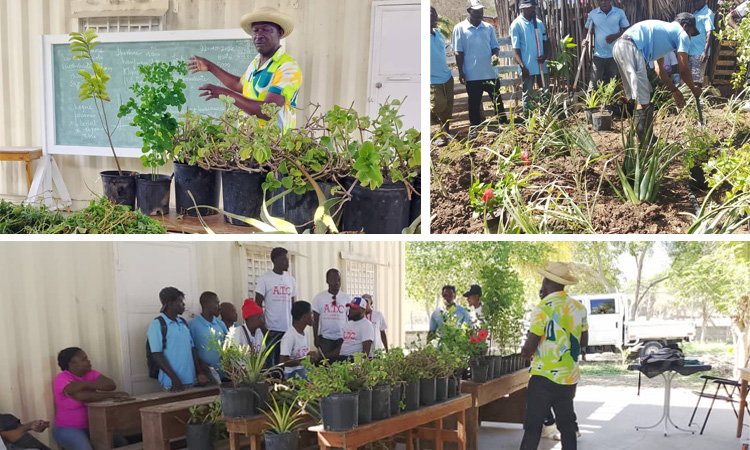Growing a Pharmacy in Your Yard…
